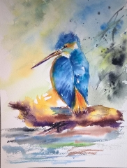 kingfisher 1